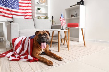 ABD bayraklı boksör köpeği