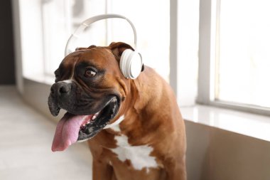 Kulaklıklı boksör köpeği, pencerenin yanında, yakın plan.