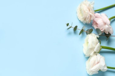 Mavi arka planda okaliptüslü güzel ranunculus çiçekleri