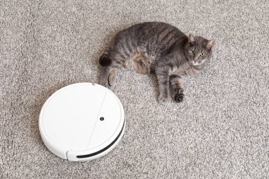 Modern robot elektrikli süpürgeyle halının üzerinde duran sevimli kedi.