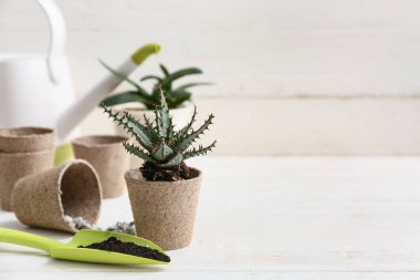 Aloe Vera, beyaz ahşap arka planda turba tenceresinde nakledildi.