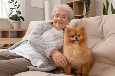 Pomeranya köpekli yaşlı kadın evdeki kanepede oturuyor.