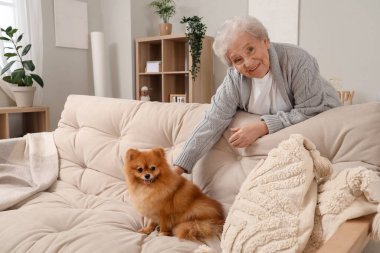 Pomeranya köpeğiyle evdeki kanepede oturan son sınıf öğrencisi kadın.