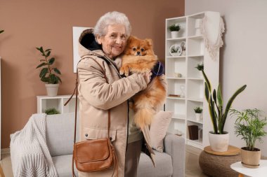 Pomeranian köpeğini elinde tutan yaşlı kadın.