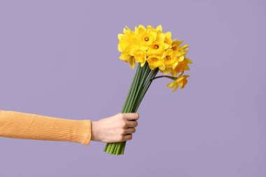 Mor arka planda güzel narsisli çiçekleri olan bir kadın eli.