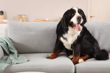 Oturma odasındaki kanepede oturan sevimli tüylü köpek.