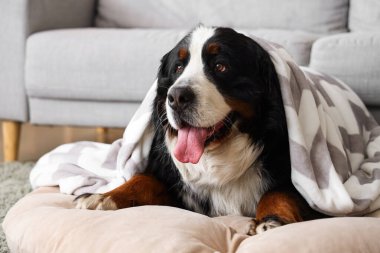 Evinde battaniyeli sevimli Bernese dağ köpeği