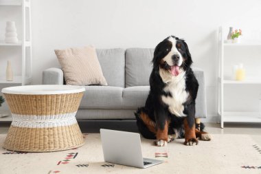 Evde dizüstü bilgisayarı olan sevimli Bernese dağ köpeği.