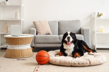 Sevimli Bernese dağ köpeği evde yatıyor.