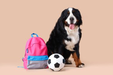 Sırt çantası ve bej arka planda futbol topu olan sevimli Bernese dağ köpeği.