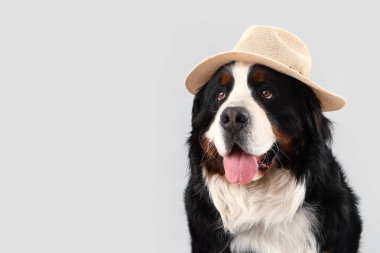 Gri arka planda yaz şapkalı sevimli Bernese dağ köpeği.