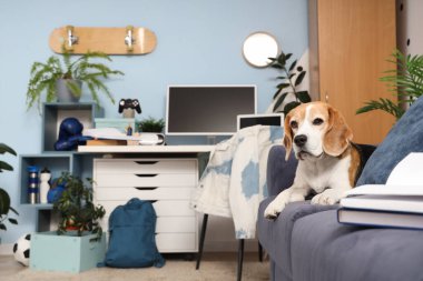 Genç kızların odasındaki kanepede yatan sevimli Beagle köpeği.