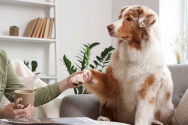 Genç bir kadın, elinde şirin bir Avustralya çoban köpeğinin patisini tutuyor.