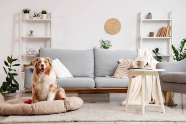 Şirin Avustralya çoban köpeği evcil hayvan yatağında oturuyor.
