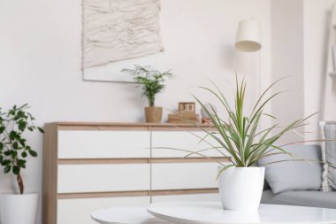 Masa, ev bitkileri ve beyaz çekmeceler modern oturma odasındaki beyaz duvarın yanında.