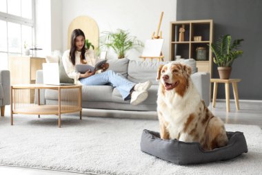 Avustralya çoban köpeği evcil hayvan yatağında ve sahibi evde dergi okuyor.