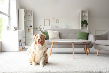 Şirin Avustralya çoban köpeği evde.