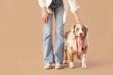 Genç kadın ve Avustralya çoban köpeği bej arka planda tasmalı