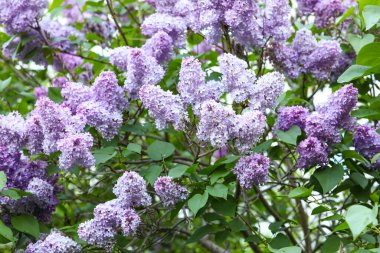 Çiçek açan mor leylak ağacı güzel bir bahar gününde