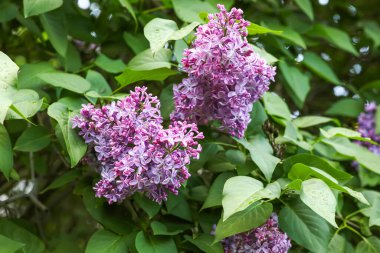 Çiçek açan mor leylak ağacı güzel bir bahar gününde