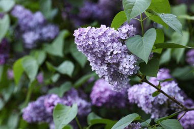 Çiçek açan mor leylak ağacı güzel bir bahar gününde