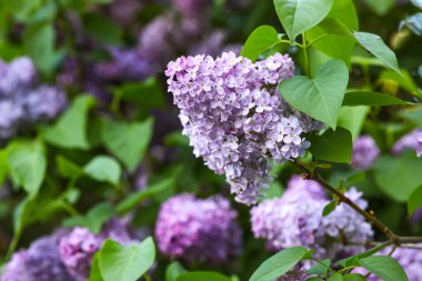 Çiçek açan mor leylak ağacı güzel bir bahar gününde