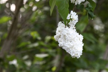 Güzel bir bahar gününde açan beyaz leylak ağacı