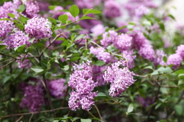 Çiçek açan mor leylak ağacı güzel bir bahar gününde