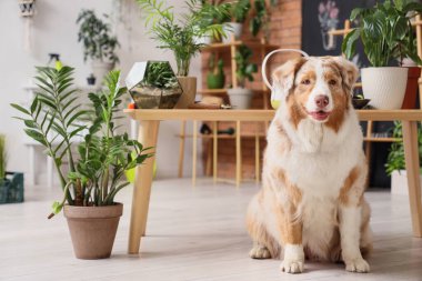 Evinde bitki yetiştiren sevimli Avustralya çoban köpeği.