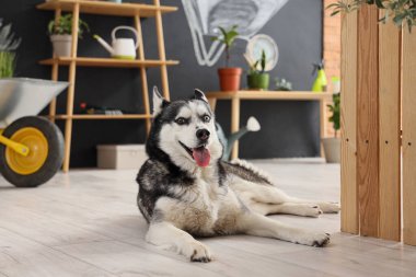 Evdeki ahşap çitlerin yanında sevimli, iri kıyım bir köpek.