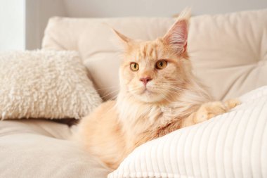 Evdeki beyaz kanepede yastıklı şirin bej renkli Maine Rakun kedisi.