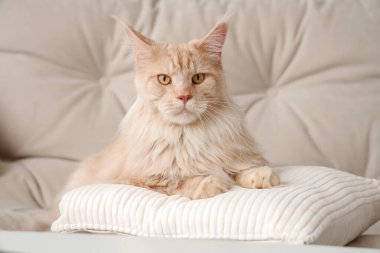 Evdeki beyaz kanepede yastıklı şirin bej renkli Maine Rakun kedisi.