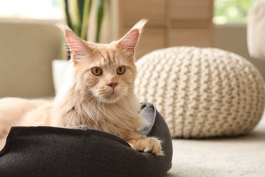 Evcil hayvan yatağında oturan sevimli bej renkli Maine Rakunu kedisi.