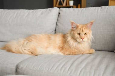 Evdeki gri kanepede yatan sevimli bej renkli Maine Rakunu kedisi.