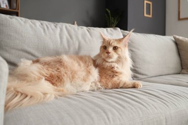 Evdeki gri kanepede yatan sevimli bej renkli Maine Rakunu kedisi.