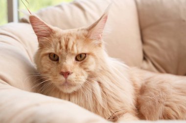 Sevimli bej rengi Maine Rakun kedisi evde koltukta yatıyor.