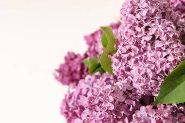 Beyaz arka planda çiçek açan leylak çiçekleri, yakın plan