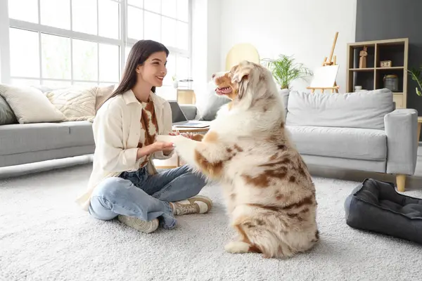 Avustralya çoban köpeğinin patilerini tutan genç bir kadın.