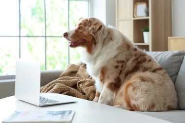 Evdeki kanepede dizüstü bilgisayarı olan sevimli Avustralya çoban köpeği.