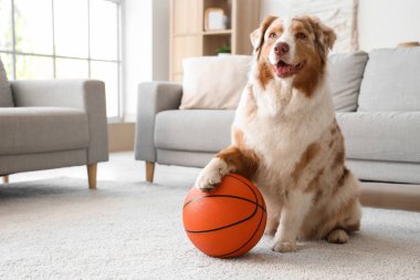 Sevimli Avustralyalı çoban köpeği evde oturuyor.