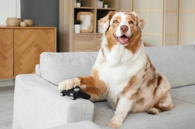 Sevimli Avustralya çoban köpeği evinde kanepede oturuyor.