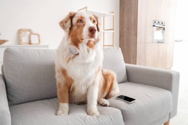 Evdeki koltukta oturan kulaklıklı ve cep telefonlu sevimli Avustralya çoban köpeği.
