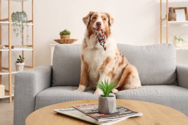 Evcil oyuncağıyla evdeki kanepede oturan sevimli Avustralya çoban köpeği.