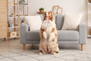 Sevimli Avustralya çoban köpeği evde oturuyor.