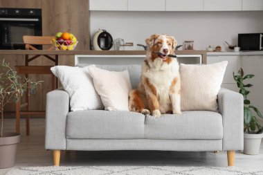 TV kumandalı sevimli Avustralya çoban köpeği evdeki kanepede oturuyor.