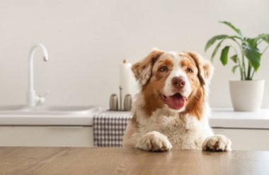 Sevimli Avustralya çoban köpeği evde mutfakta.