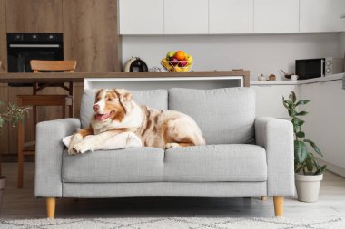 Sevimli Avustralyalı çoban köpeği evdeki kanepede yatıyor.
