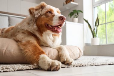 Sevimli Avustralyalı çoban köpeği evcil hayvan yatağında yatıyor.