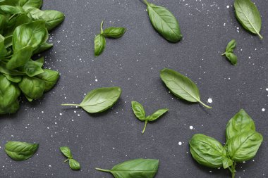 Siyah arkaplanda taze yeşil fesleğen yaprakları