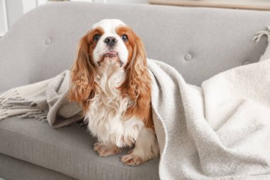Sevimli şövalye Kral Charles spaniel battaniyesiyle evdeki kanepede uzanıyor.